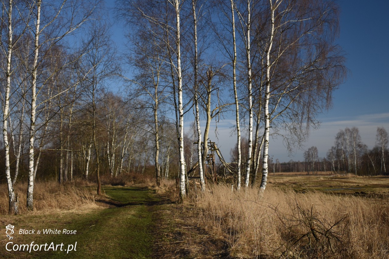 Torfowisko Wielkie Błoto ścieżka